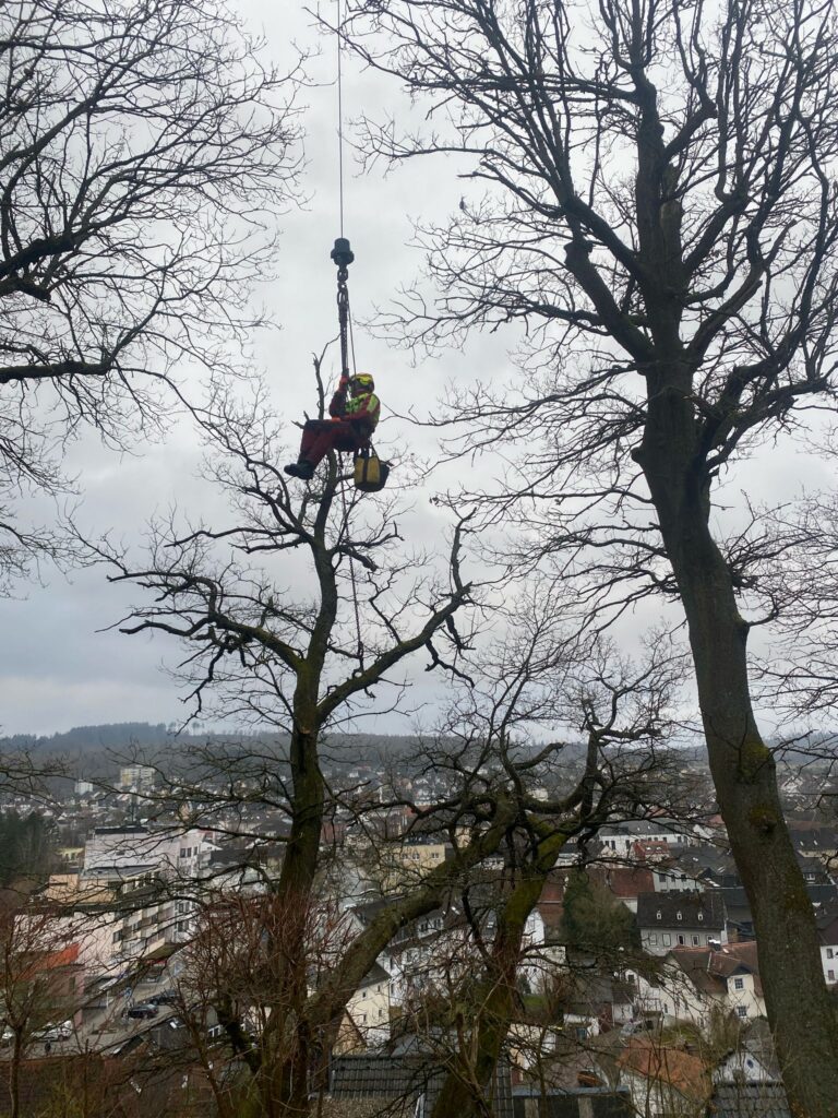 Sternhart Garten- und Landschaftsbau Seil im Baum